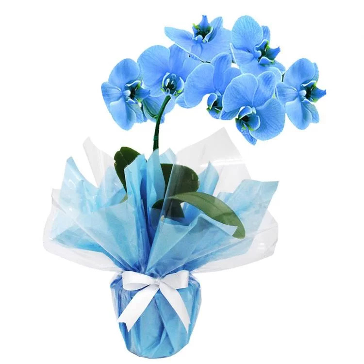 Orquídea Azul..